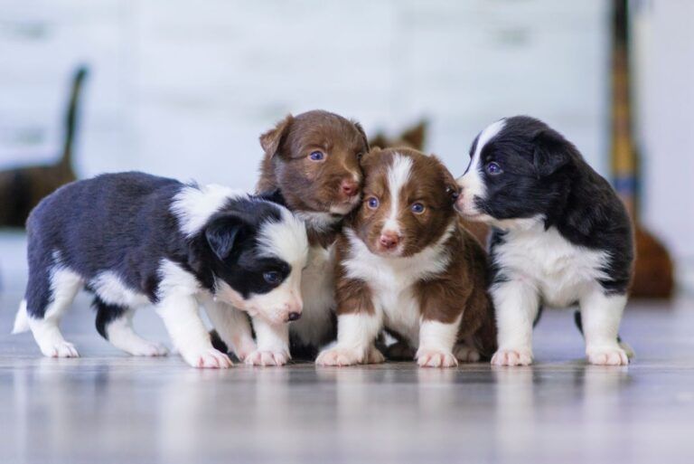 EXAMPLE: The Irresistible Charm of Puppies: A Bundle of Joy and Unconditional Love